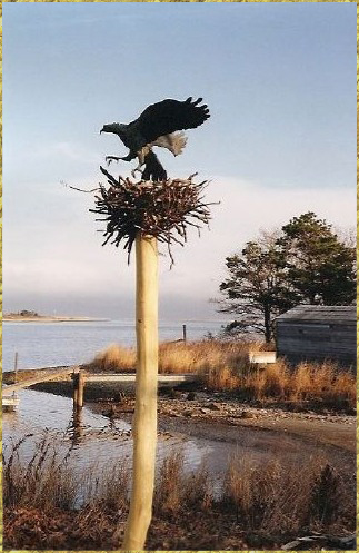 Osprey on nest